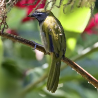 Buff-throated Saltator